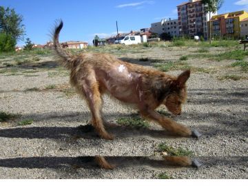 Álex, el perro de Teruel quemado con ácido