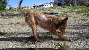 Álex, el perro de Teruel quemado con ácido