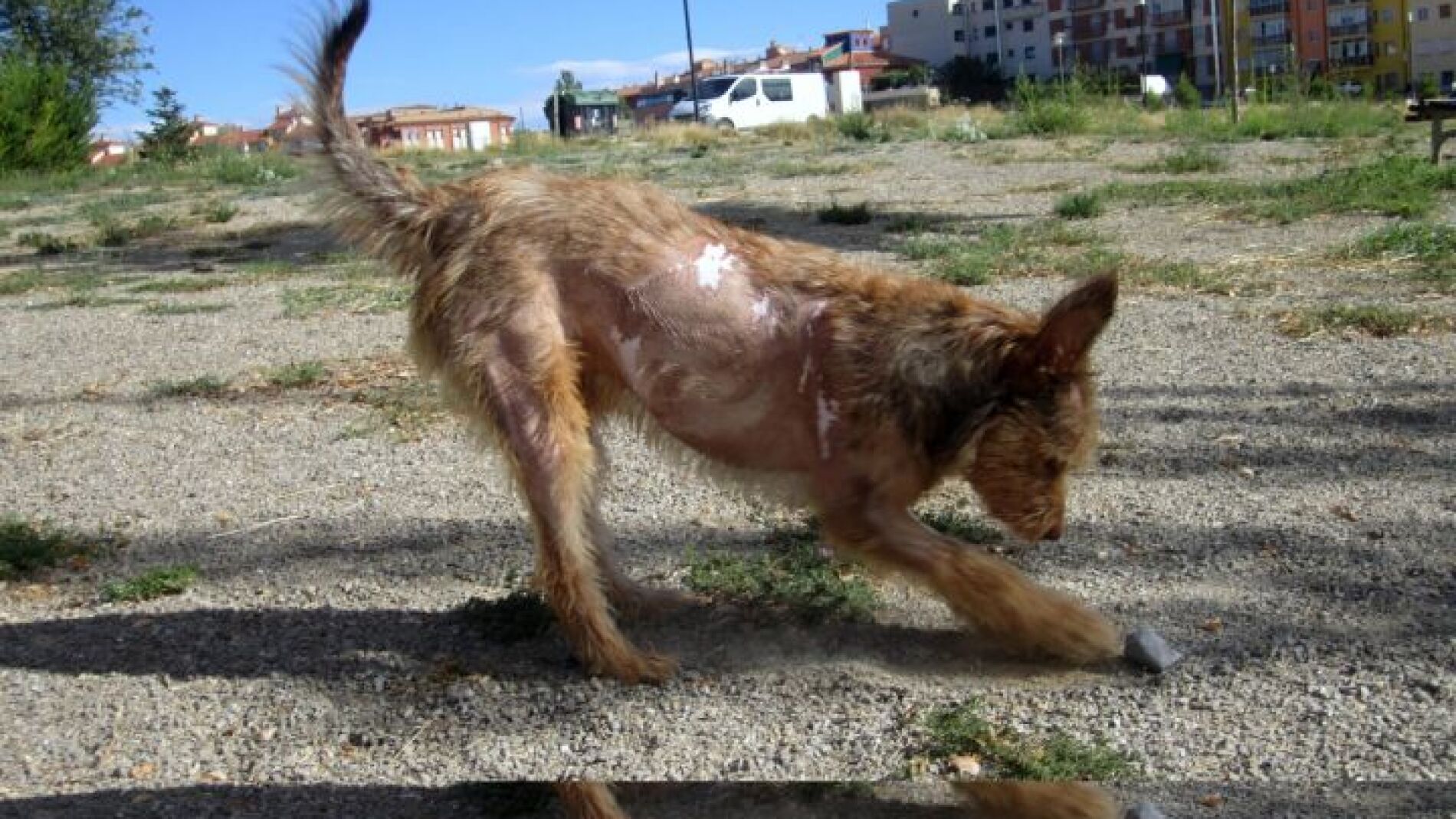 &Aacute;lex, el perro de Teruel quemado con &aacute;cido