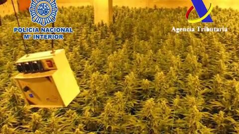 Cae una red de tr&aacute;fico de marihuana a gran escala entre Espa&ntilde;a y Holanda