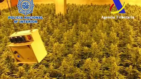 Cae una red de tráfico de marihuana a gran escala entre España y Holanda Cae una red de tráfico de marihuana a gran escala entre España y Holanda