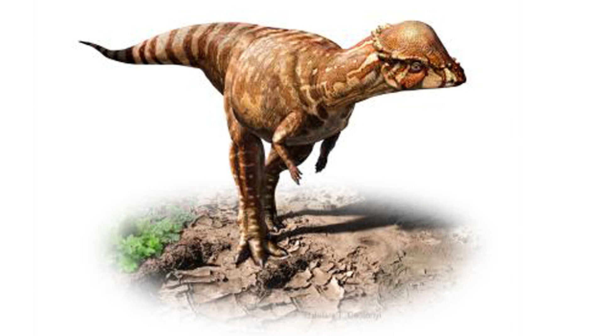 Recreaci&oacute;n de la nueva especie 'Acrotholus audeti'