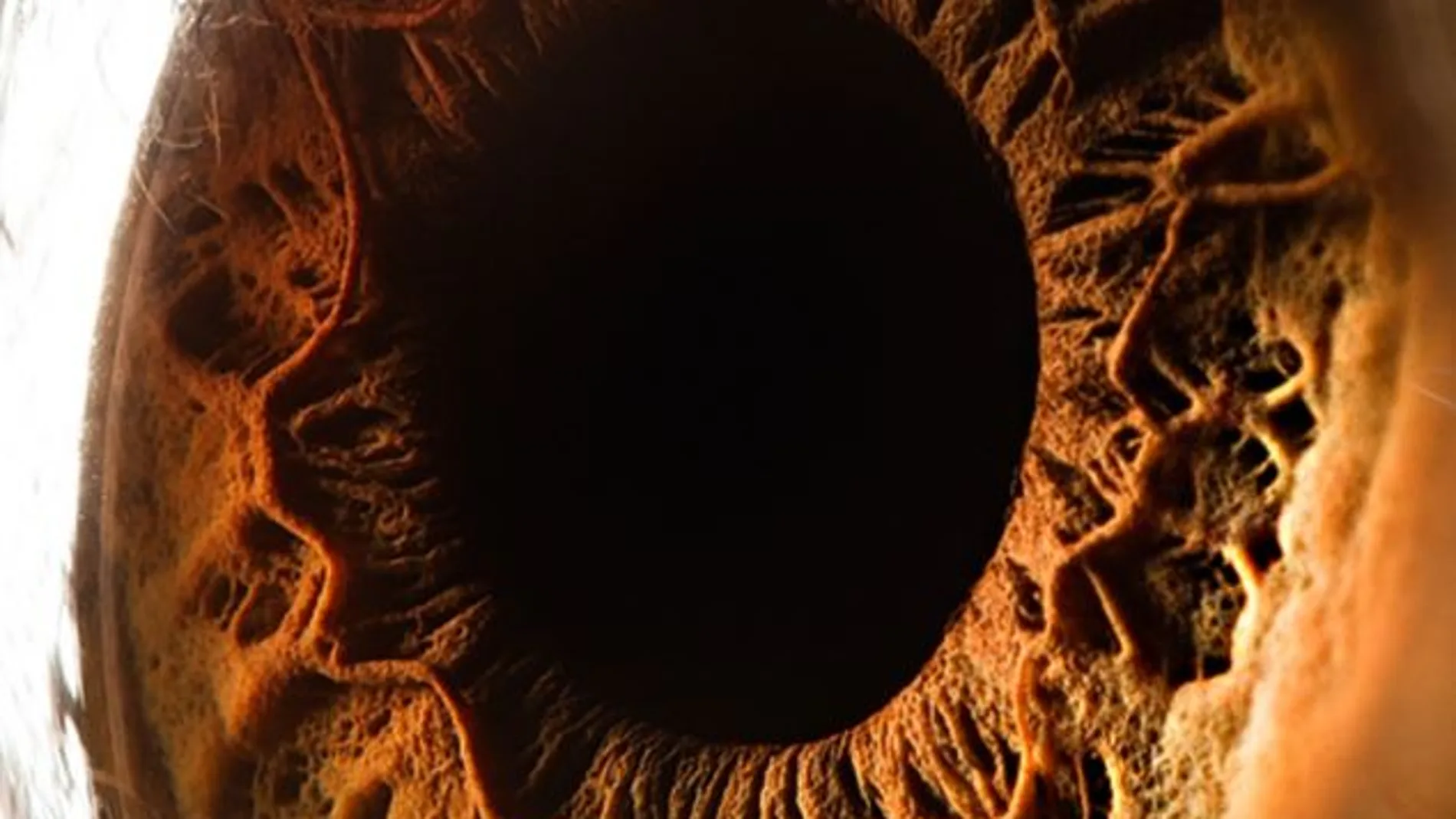 El ojo del ser humano, profundo e intenso El ojo del ser humano, profundo e intenso