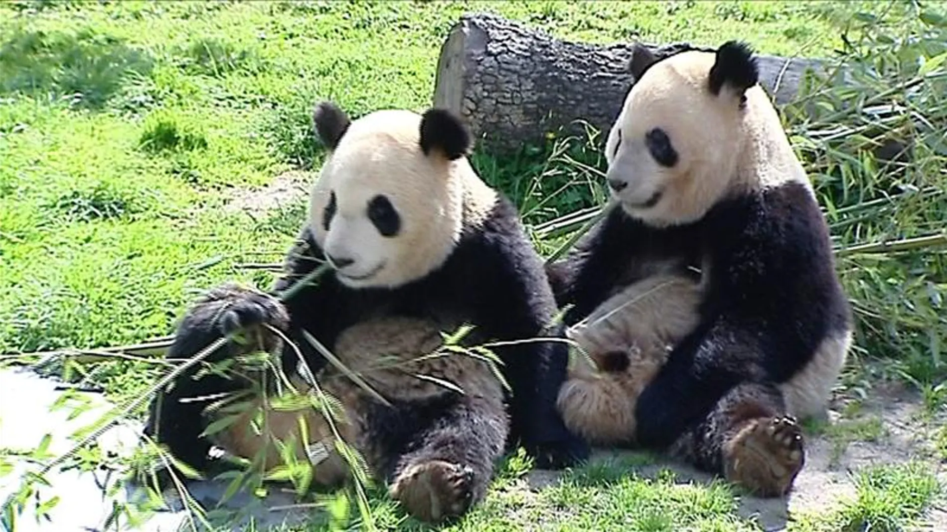 Pareja de gemelos panda en el zoo de Madrid Pareja de gemelos panda en el zoo de Madrid