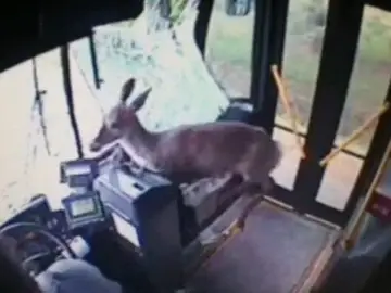 Un ciervo choca contra un autobús en EEUU Un ciervo choca contra un autobús en EEUU