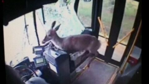 Un ciervo choca contra un autob&uacute;s en EEUU