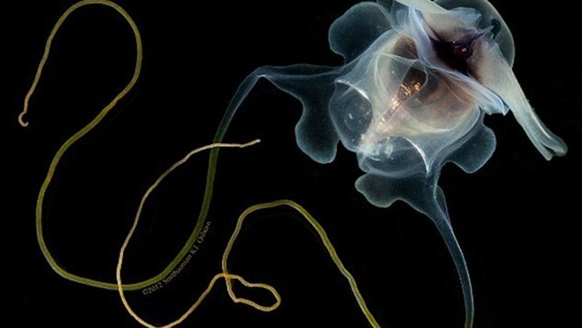 Filamentos de pser&oacute;podos