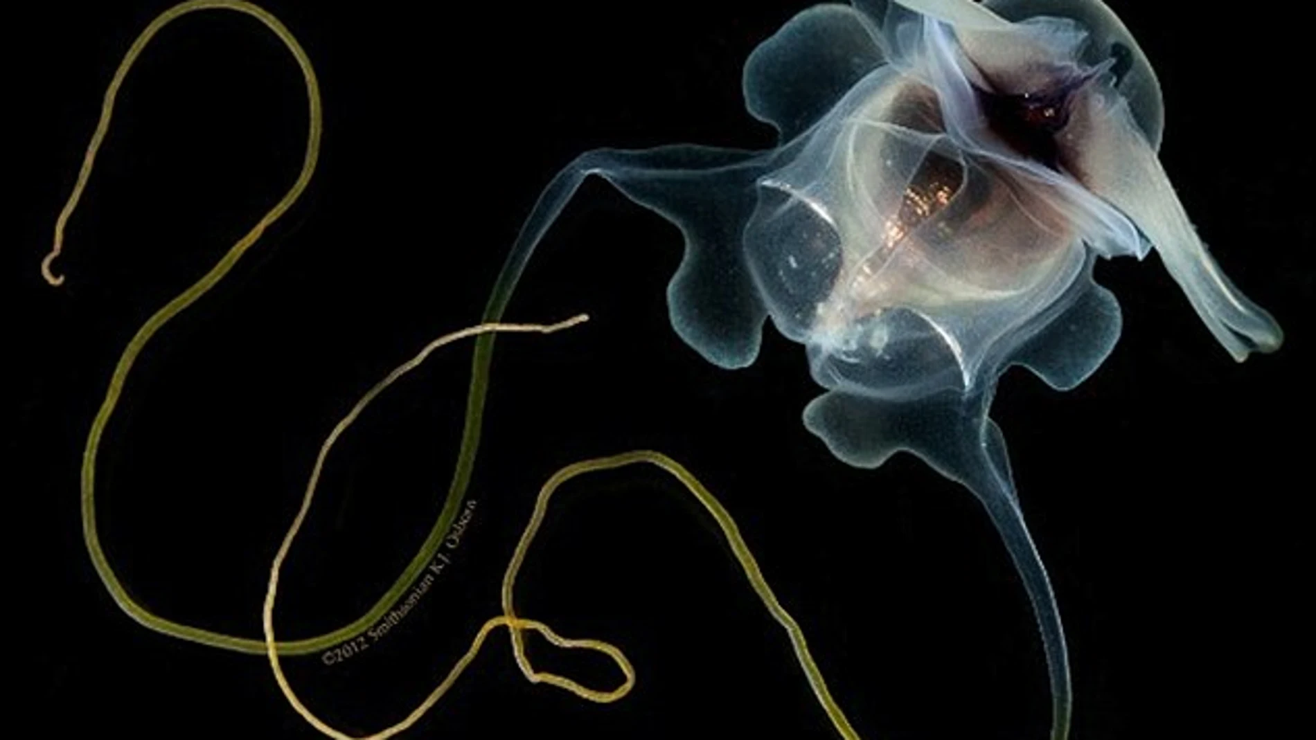 Filamentos de pserópodos Filamentos de pserópodos