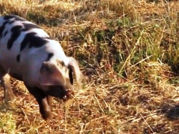 Uno de los cerdos de la granja BB Ranch