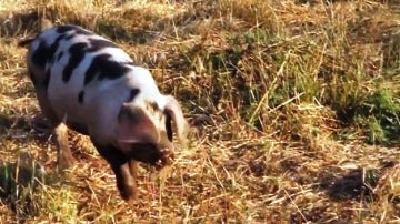 Uno de los cerdos de la granja BB Ranch