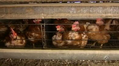 Sanidad asegura que el brote de gripe aviar de Segrià sólo afecta a las aves