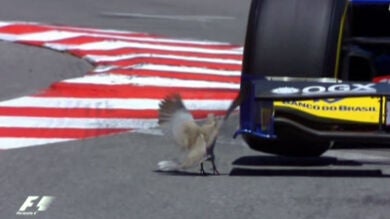 Una paloma esquiva por milímetros a un monoplaza en Mónaco