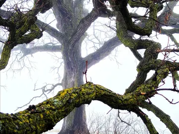 Detalle del roble Detalle del roble