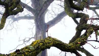 Un periodista de Wisconsin fotografía un roble solitario durante un año con su iPhone
