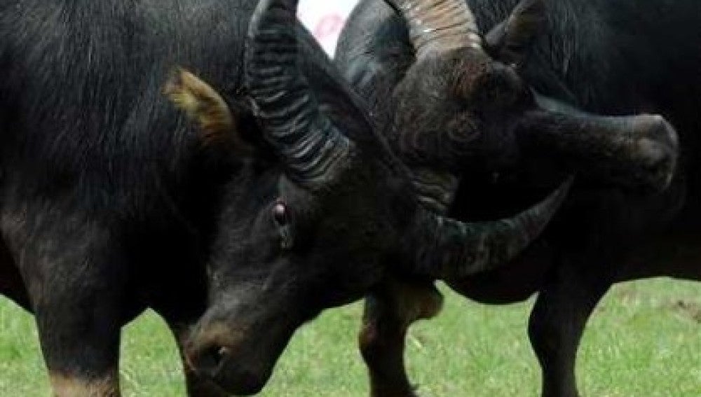 Lucha de búfalos en China