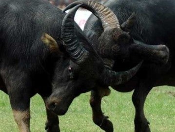 Lucha de búfalos en China