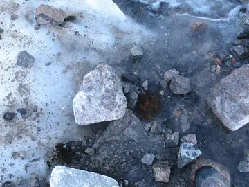 El musgo que emergió tras el retroceso del glaciar El musgo que emergió tras el retroceso del glaciar