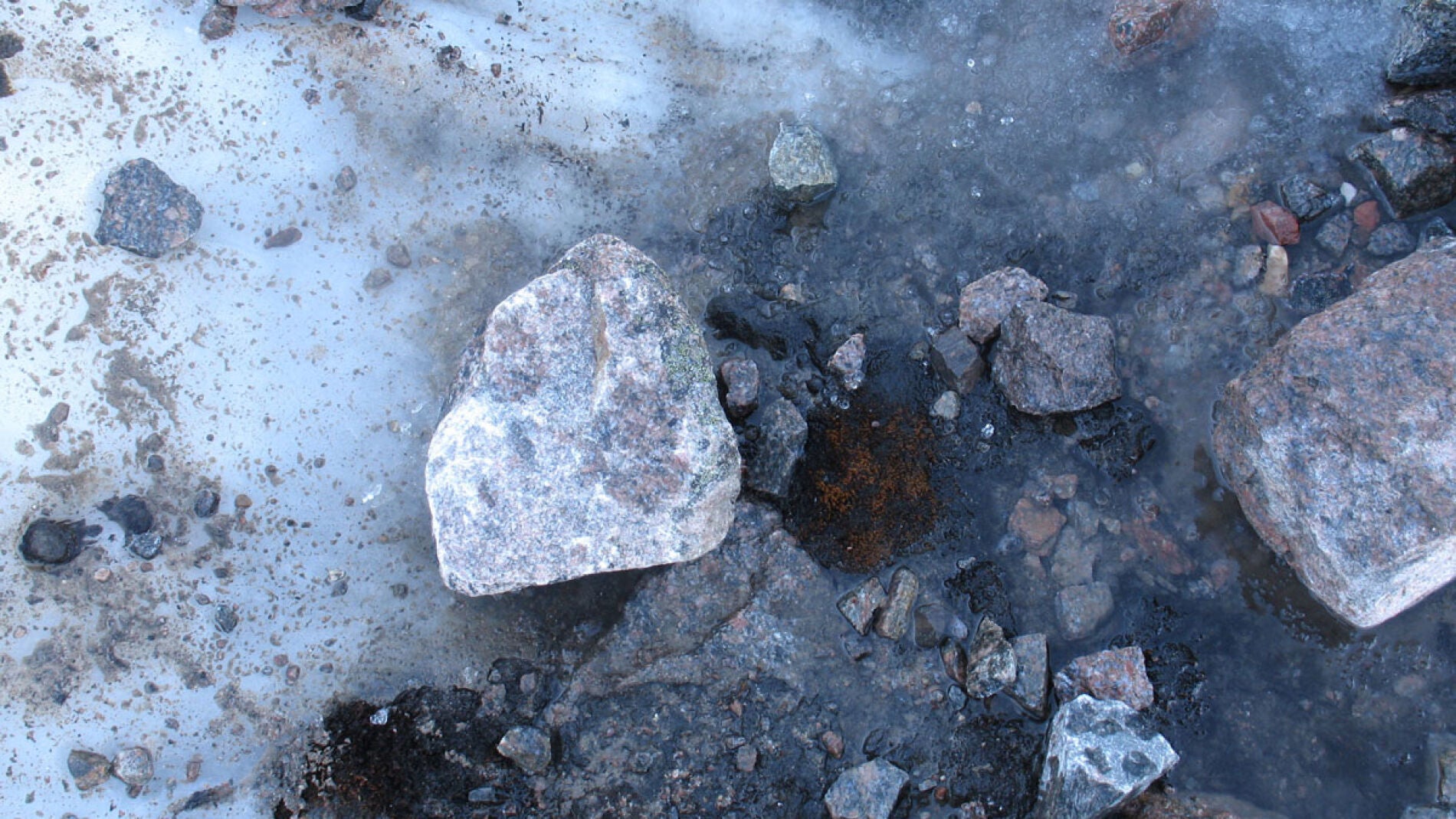El musgo que emergi&oacute; tras el retroceso del glaciar