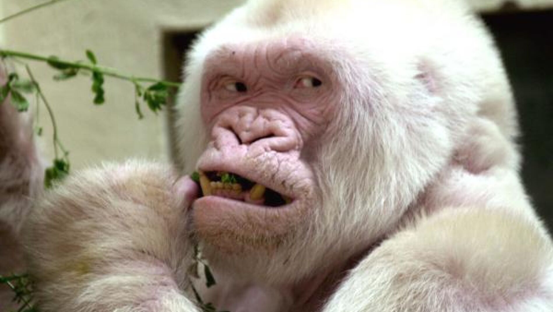 El entra&ntilde;able gorila albino Copito de Nieve