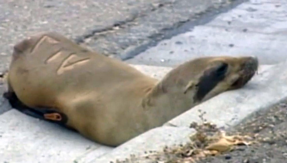 El león marino antes de ser rescatado