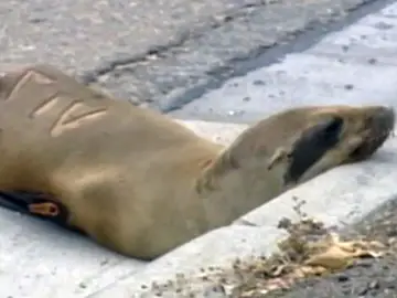 El león marino antes de ser rescatado El león marino antes de ser rescatado