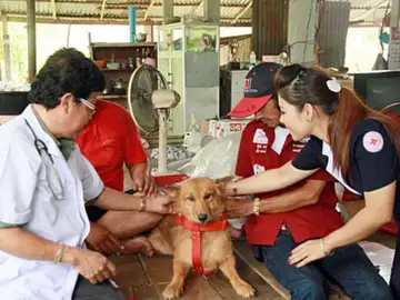 Pui, el perro que llevó a cabo el rescate Pui, el perro que llevó a cabo el rescate