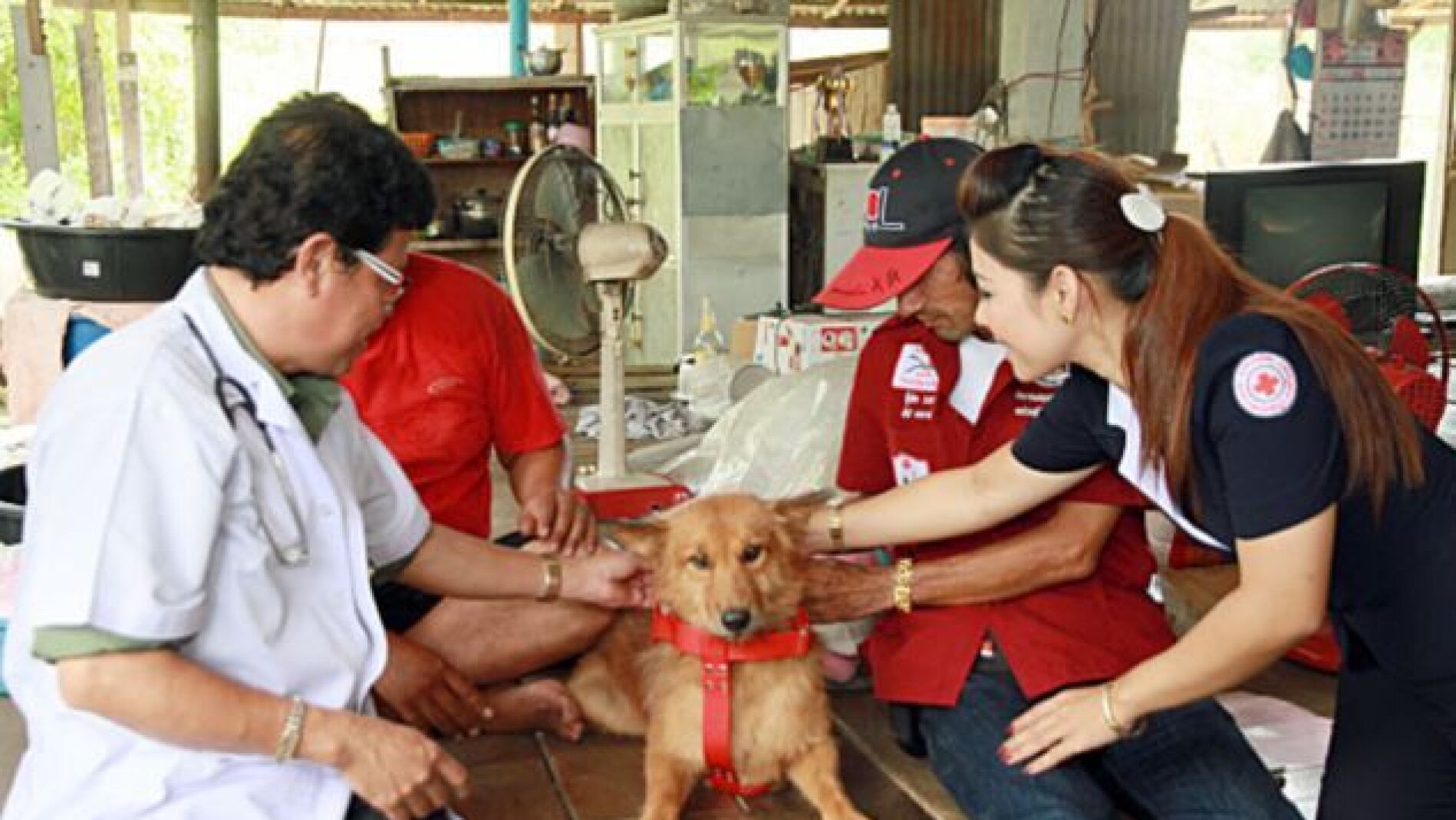 Pui, el perro que llev&oacute; a cabo el rescate