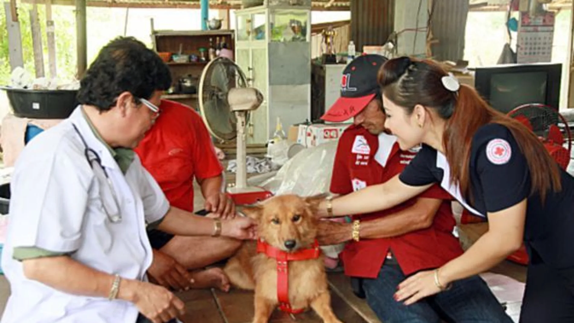 Pui, el perro que llevó a cabo el rescate Pui, el perro que llevó a cabo el rescate