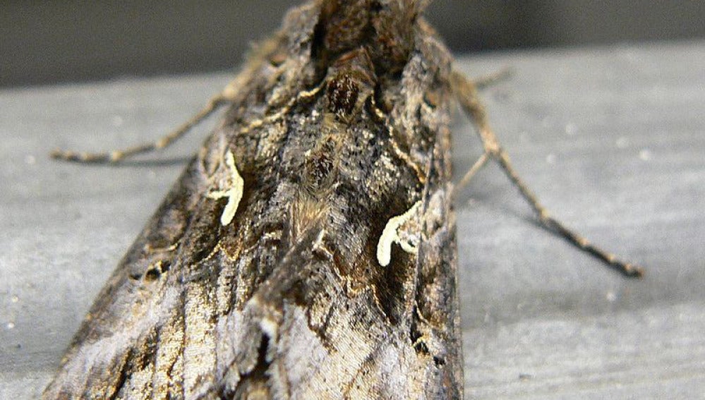 La polilla autographa gamma