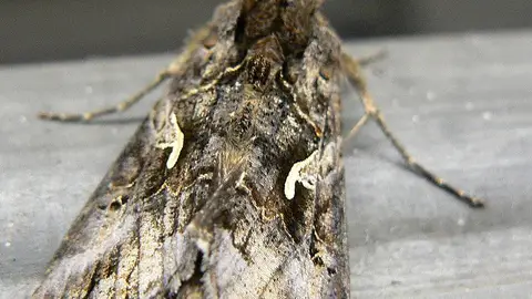 La polilla autographa gamma La polilla autographa gamma