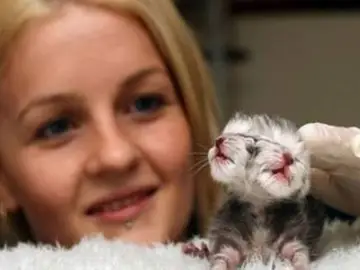 Nace Duecy, un gato con dos caras Nace Duecy, un gato con dos caras