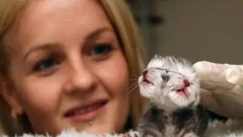 Nace Duecy, un gato con dos caras Nace Duecy, un gato con dos caras
