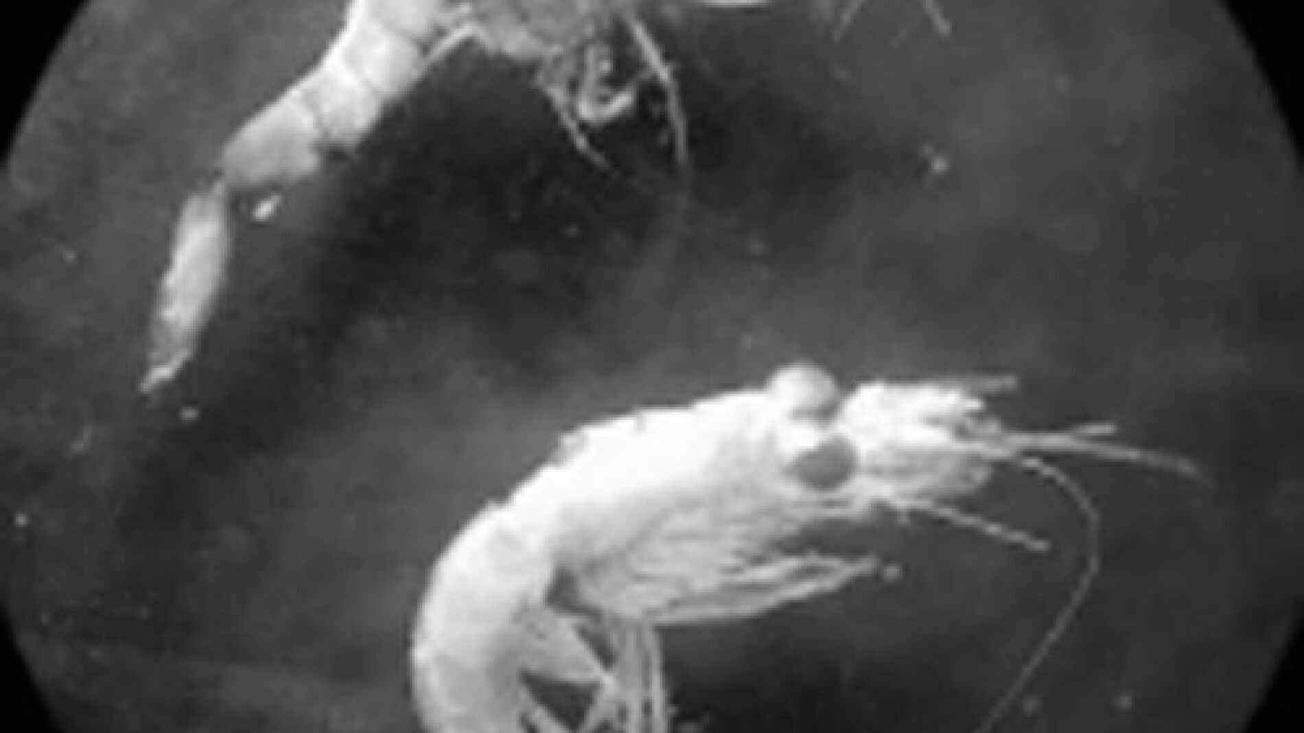 Imagen del Iluro