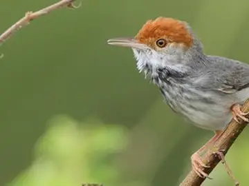 El 'pájaro sastre', descubierto en Camboya El 'pájaro sastre', descubierto en Camboya