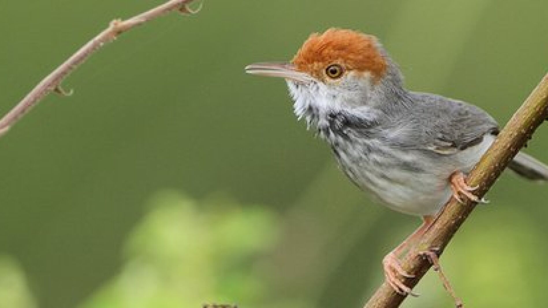 El 'p&aacute;jaro sastre', descubierto en Camboya