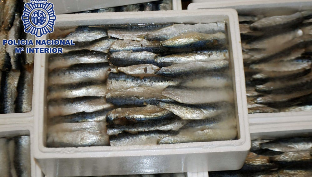 Cajas de sardinas en las que la droga estaba camuflada