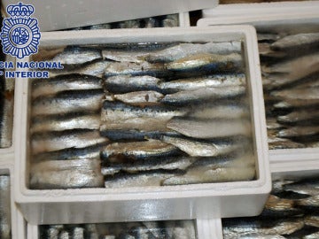 Cajas de sardinas en las que la droga estaba camuflada