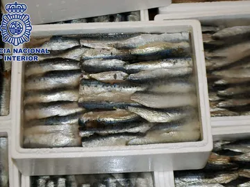 Cajas de sardinas en las que la droga estaba camuflada Cajas de sardinas en las que la droga estaba camuflada