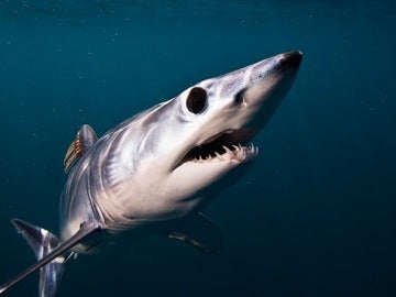 El tiburón mako