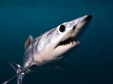 El tiburón mako El tiburón mako
