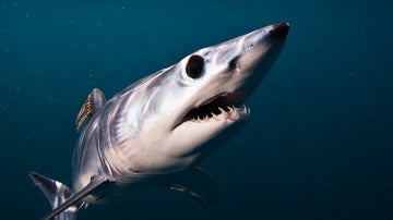 El tiburón mako