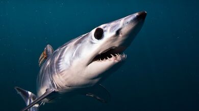 La piel del tiburón más rápido del mundo podría hacer más veloces a los barcos 
