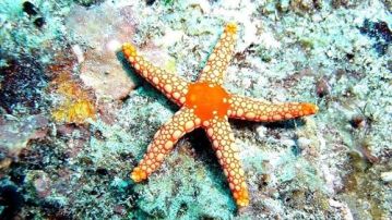 Imágen de archivo de una estrella de mar