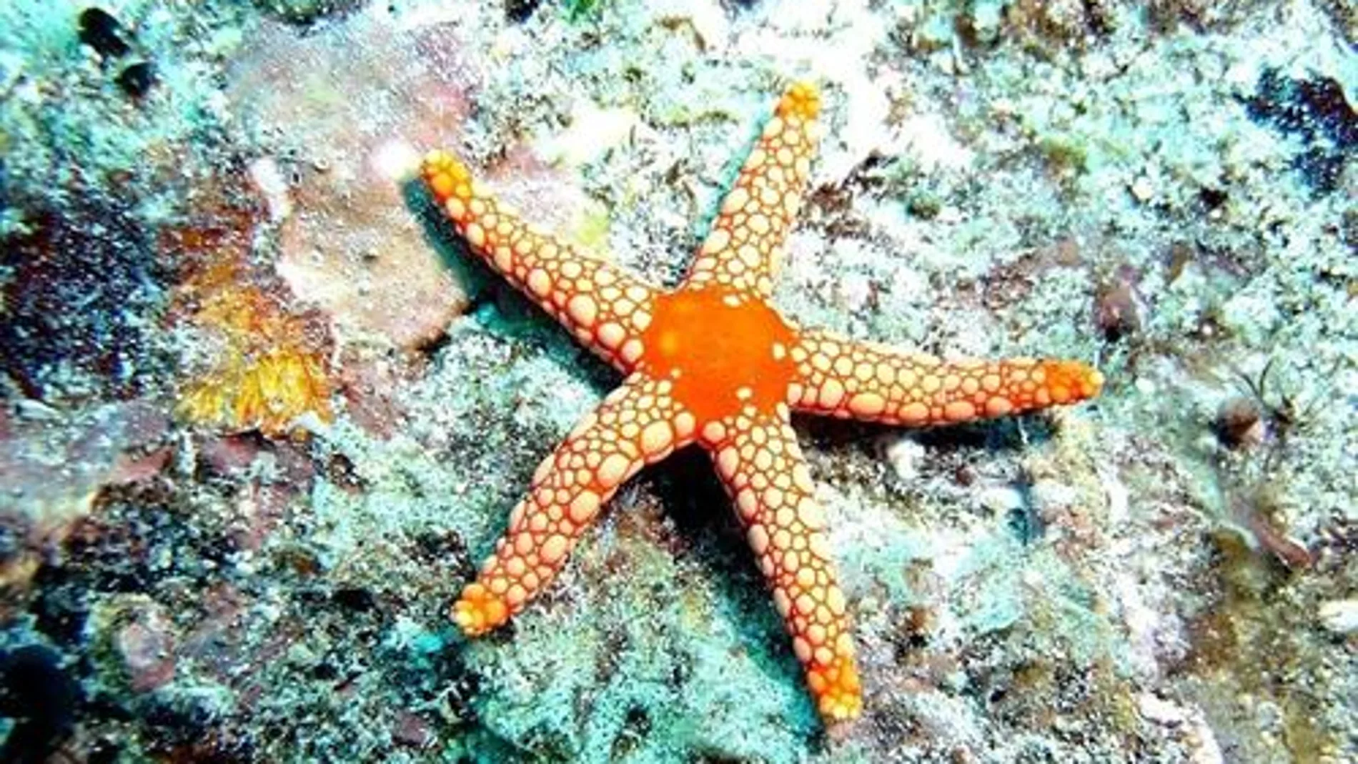 Imágen de archivo de una estrella de mar Imágen de archivo de una estrella de mar