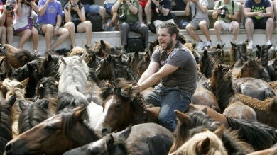 Más de 500 caballos salvajes participan en la 'Rapa das bestas' en Pontevedra