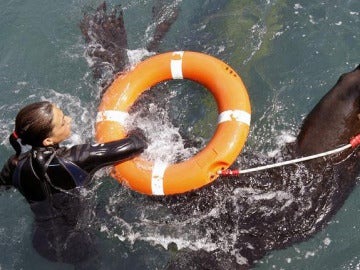 El Oceanográfico de Valencia adiestra a leones marinos para salvar víctimas y localizar buques