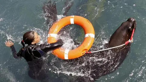 El Oceanográfico de Valencia adiestra a leones marinos para salvar víctimas y localizar buques El Oceanográfico de Valencia adiestra a leones marinos para salvar víctimas y localizar buques