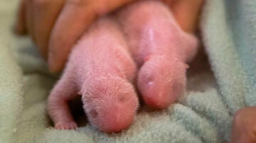 Los gemelos panda recién nacidos en Atlanta