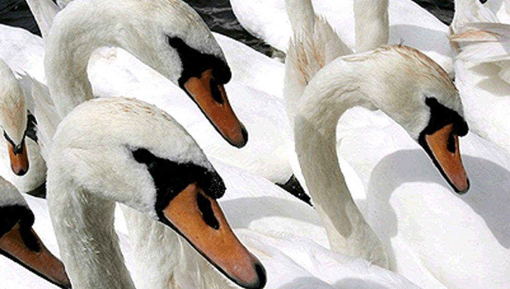 Cisnes