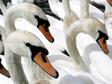 Cisnes